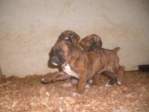 GermanAKCBOXERPUPPIESBRINDLE